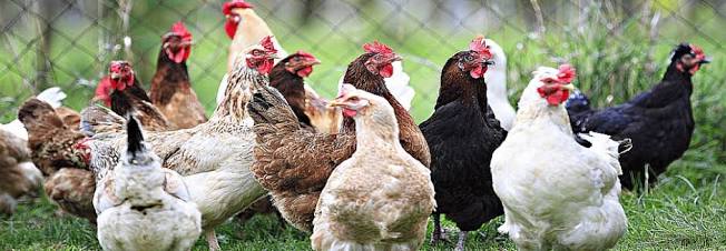 Govt advisory: No antibiotics to poultry 72 hours before sale