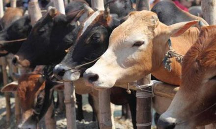 One dozen of cows stolen by the thieves during the night at Brah village of Shangus, Anantnag