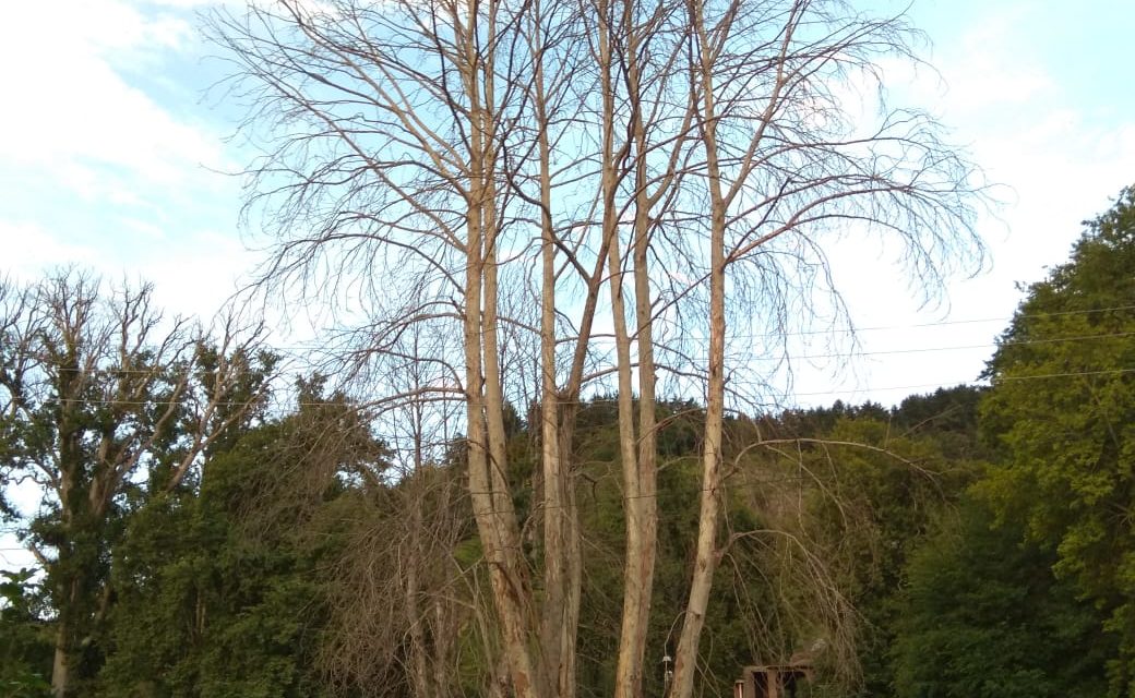 Dying chinars in shairbagh crying for justice.