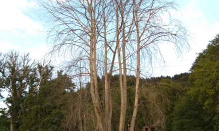 Dying chinars in shairbagh crying for justice.