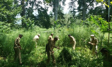 Police destroys bung cultivation in Gutlibagh area of Ganderbal