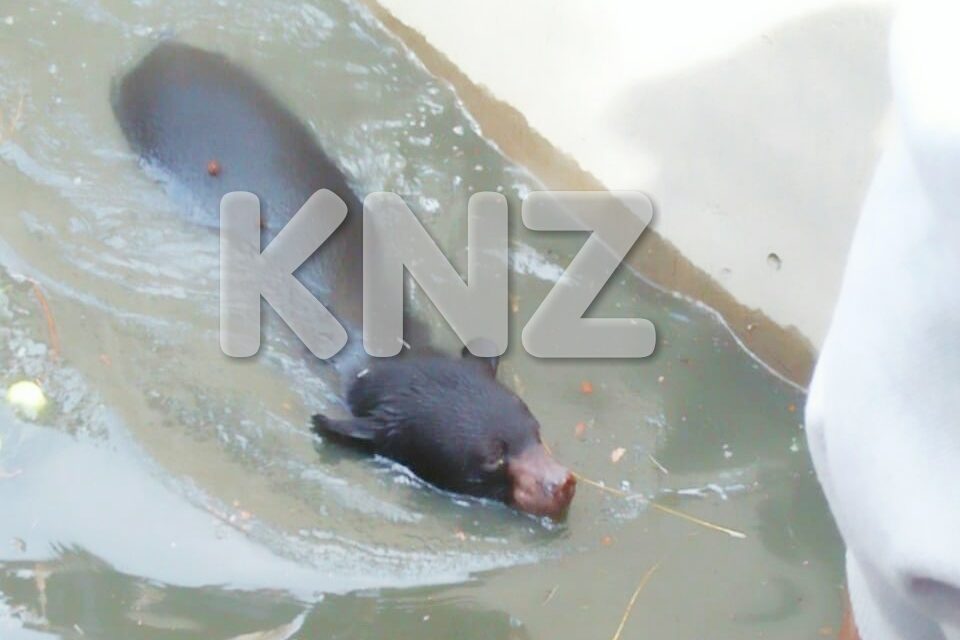 Bear rescued from water tank in Gutlibagh Ganderbal