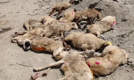 Many livestock die amid highway closure, Mutton dealers suffer huge loss