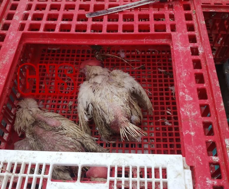 Two persons arrested for selling dead chicken in Kupwara