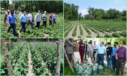 73 hectors of land developed as organic vegetable village at Pati Shallabugh ,DC inspects the farm site