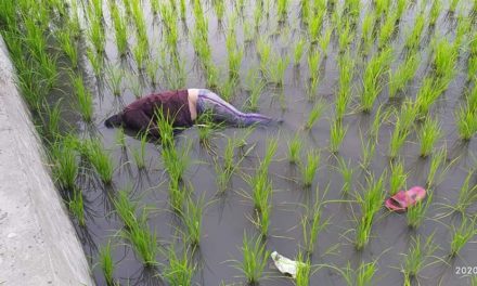 Unidentified dead body found in agriculture land at larsun Ganderbal