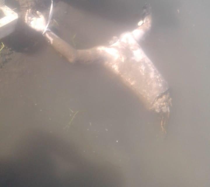 Man’s body without head, legs, right-hand found in Sumbal