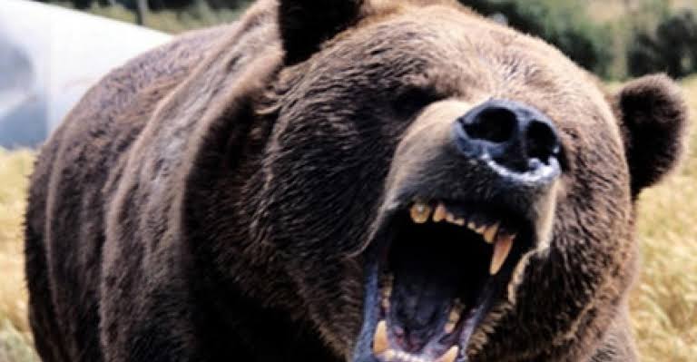 Bear appears in Srinagar outskirts Attacks duo, shifted to hospital