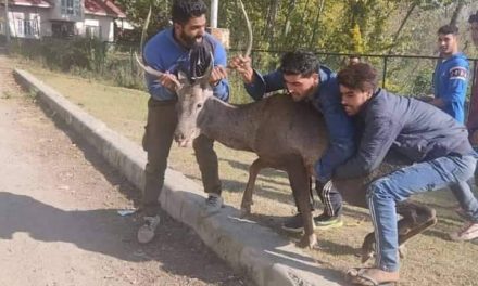Hangul captured in Awantipora, shifted to Dachigam National Park