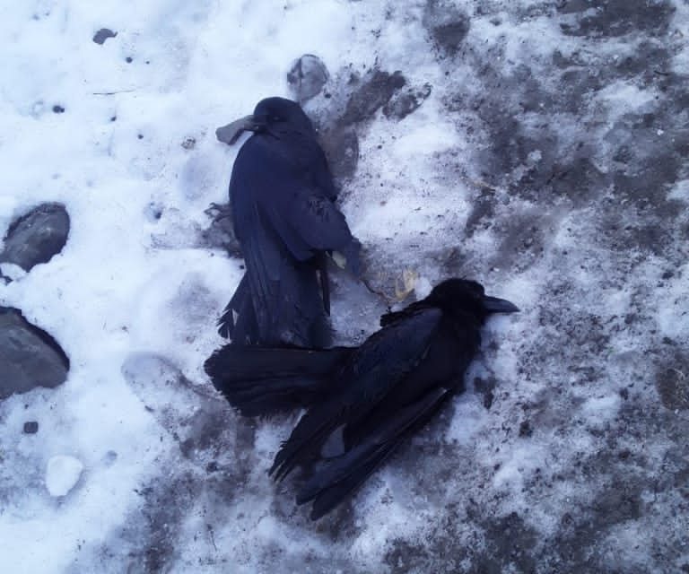 Bird Flu Scare: Scores Of Crows, Eagles Found Dead In Uri