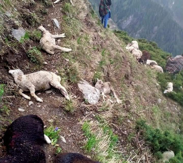 70 sheep perish, 10 injured in lightning in Poonch