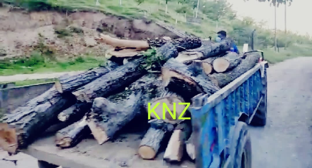 Huge Quantity Of Walnut Timber Seized In Wanigam, Palhallan; Accused On Run, Case Registered