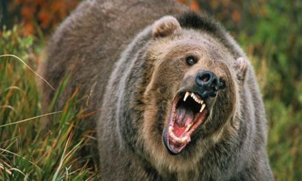 45-yr-old man injured in bear attack in Ganderbal