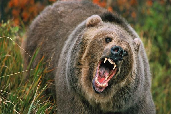 Youth injured in bear attack in Sopore’s Watlab