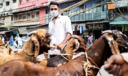 Govt fixes rates for sacrificial animal in Kashmir, up by Rs 50 per kg than last year