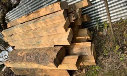 Illicit timber recovered from smugglers in Rafiabad village