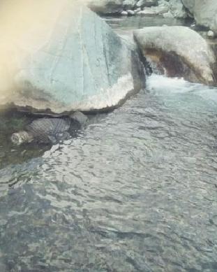 72 Year Old Man’s Body Found In Brahamsar Chattergul