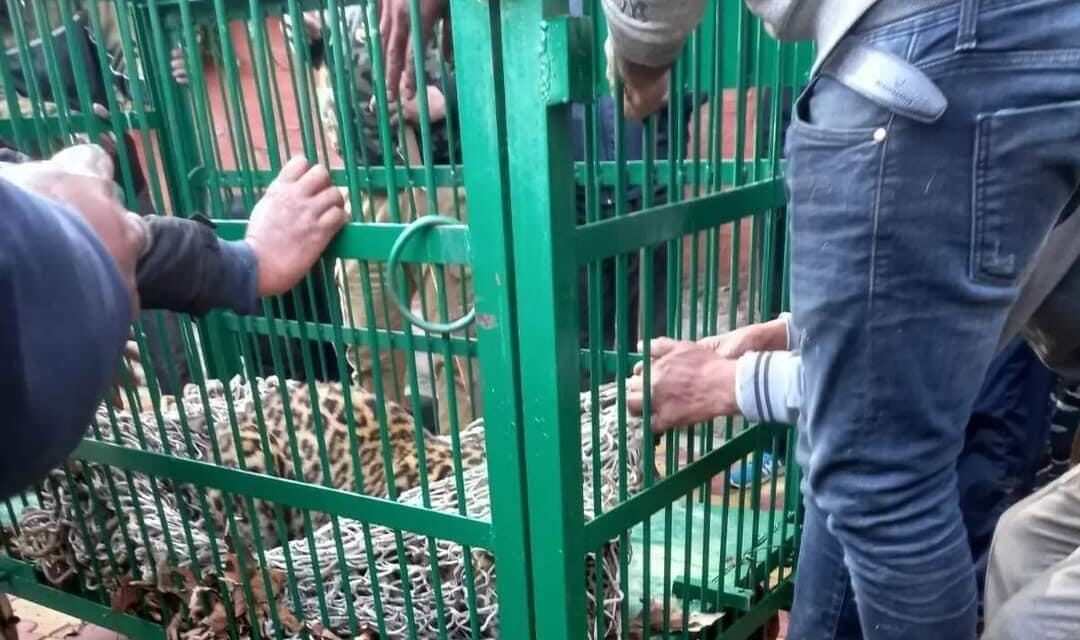 BJP’s Ashok Koul had narrow escape as leopard enters his official residence in Church Lane