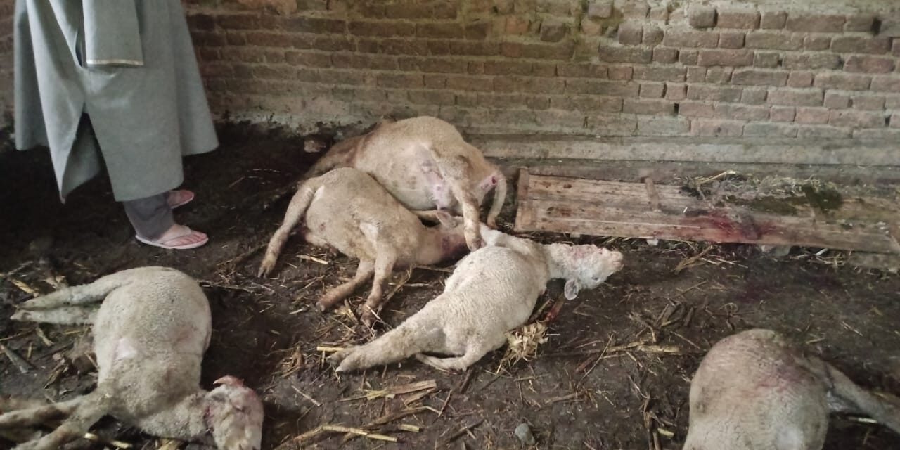 13 Sheep Killed in Suspected Leopard Attack in Qalamabad, Handwara