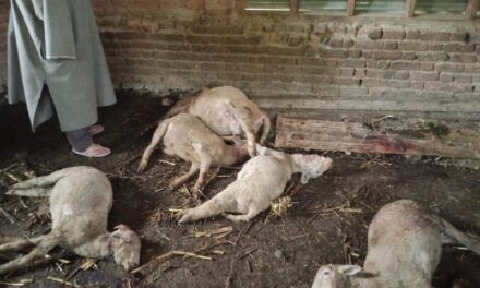 13 Sheep Killed in Suspected Leopard Attack in Qalamabad, Handwara