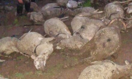 Lightning Strike In Haknar Gund 50 Sheeps killed.
