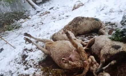 Lightning strike kills over 250 sheep in Kokernag