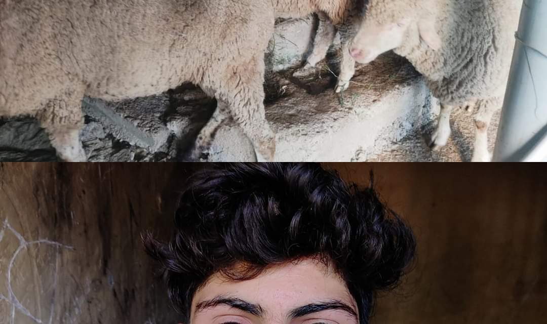 Bandipora police solves Cattle theft Case with in 24 hours;Accused arrested, stolen Cattles recovered.