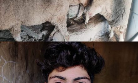 Bandipora police solves Cattle theft Case with in 24 hours;Accused arrested, stolen Cattles recovered.