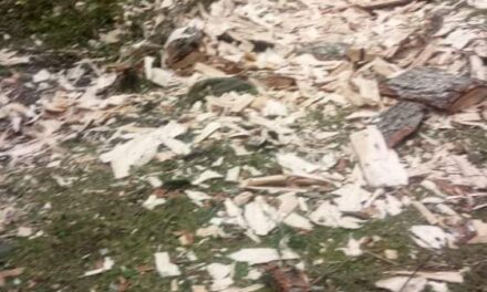 Forest official and Smuggler nexus is turning Pulwama forests into the barren land