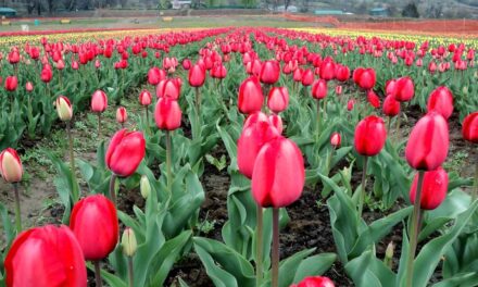 Tulip Garden to be thrown open for public on March 19