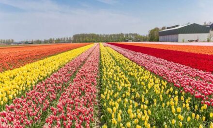Only one-way traffic allowed to Tulip Garden till March 26