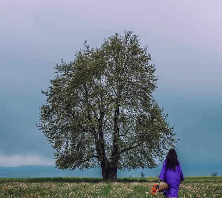 Wild Tulips in Pampore Karewas become popular;Locals, tourists throng saffron town
