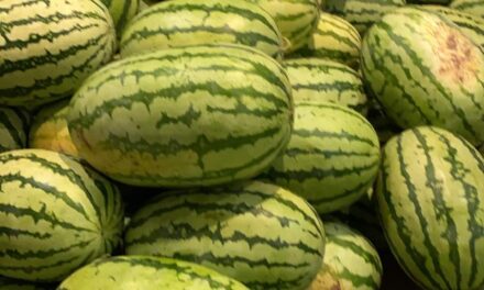 This Ramadhan too, Kashmir keeps dates with dates; consumes 100 trucks in 20 days