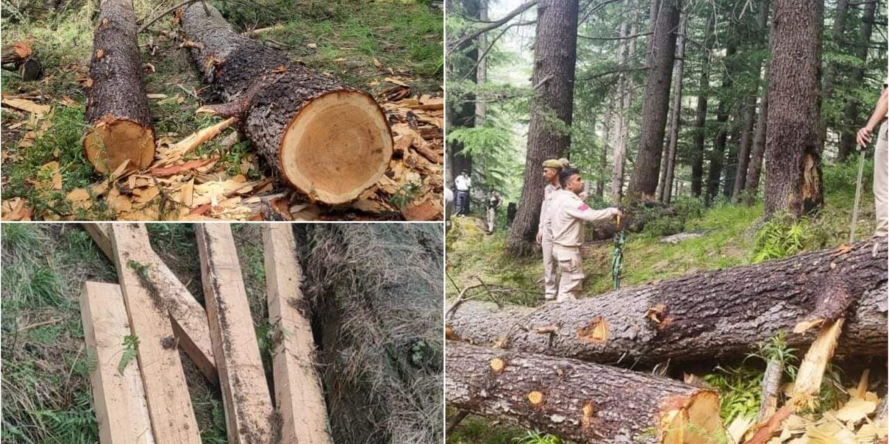 Police seize timber worth lakhs step up action against felling of cedar trees in Jammu forest