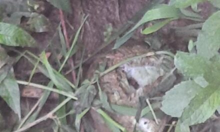 Not IED, But Old Mortar Shell Recovered in Handwara, Says Police