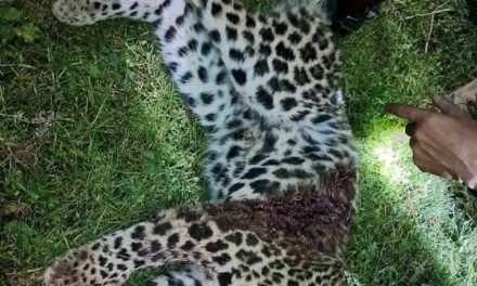 ‘Man-eater’ Leopard Killed in Handwara Village