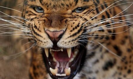 Suspected Leopard Attack in Sharakwara Wagoora Village