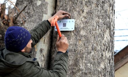 Symbol of Kashmir’s natural heritage, chinar trees to be geo-tagged, equipped with unique code