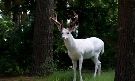 No presence of white deer in Gulmarg: Wildlife Deptt