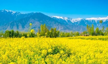 Fields of Gold Tourists Capture the Beauty of Kashmir’s Mustard Bloom