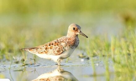 Migratory Bird Sanderling Sighted In Srinagar’s Hokersar Wetland After 134 Years