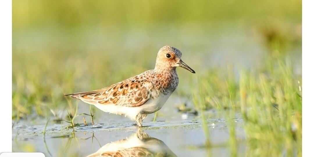 Migratory Bird Sanderling Sighted In Srinagar’s Hokersar Wetland After 134 Years