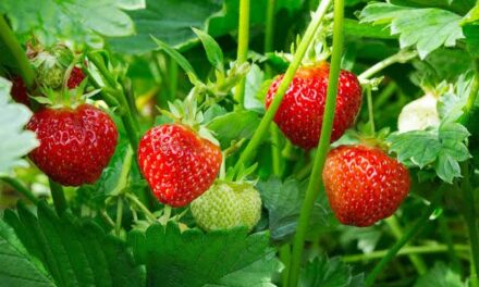 ‘Strawberry Village’ braces up as harvesting season begins