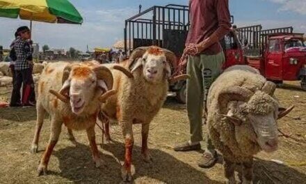 Few takers for sacrificial animals in Kashmir as shadow of Pahalgam attack looms over Eid-ul-Azha