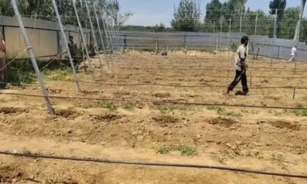 Over 400 high-density apple trees stolen from disabled farmer’s orchard in Shopian