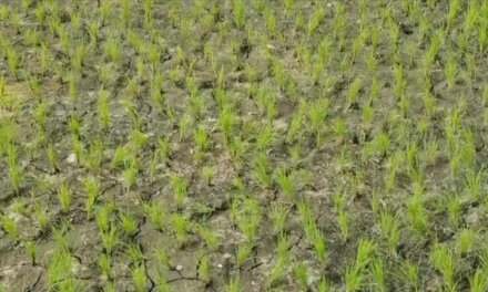 Water Crisis Hits Pulwama Villages Amid Ongoing Paddy Season, Farmers Blame Sand Mining, Irrigation Department for Drying Fields Despite Proximity to Jhelum