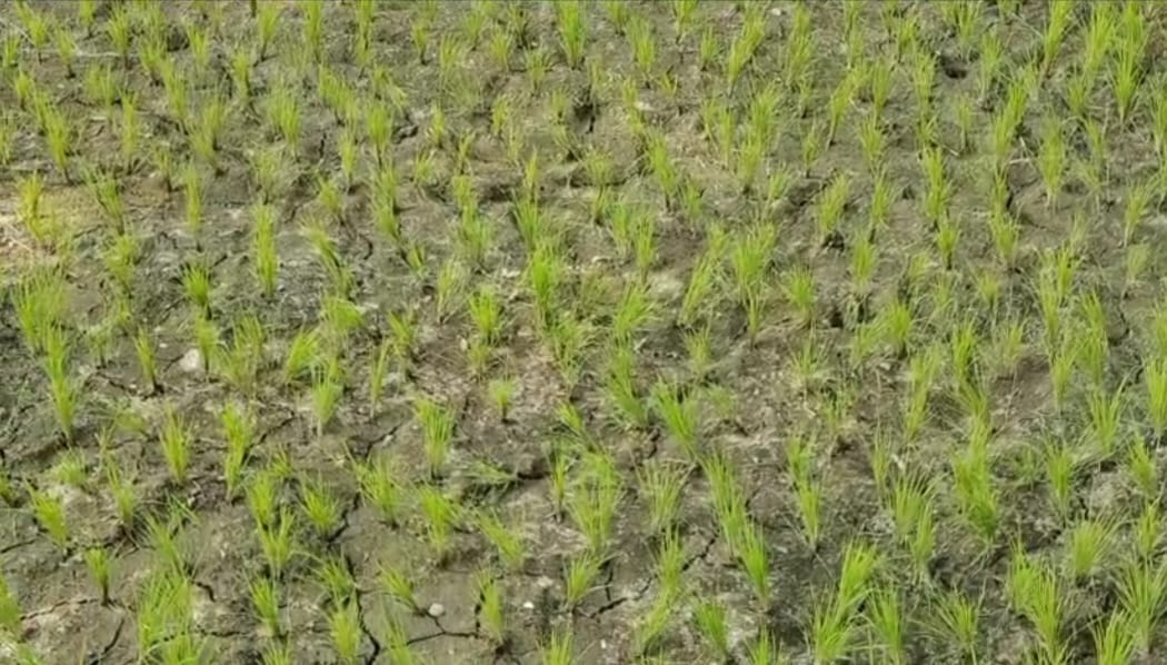 Water Crisis Hits Pulwama Villages Amid Ongoing Paddy Season, Farmers Blame Sand Mining, Irrigation Department for Drying Fields Despite Proximity to Jhelum