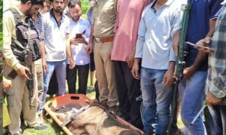 Brown Bear Captured Alive in Khan Tulwari Langate