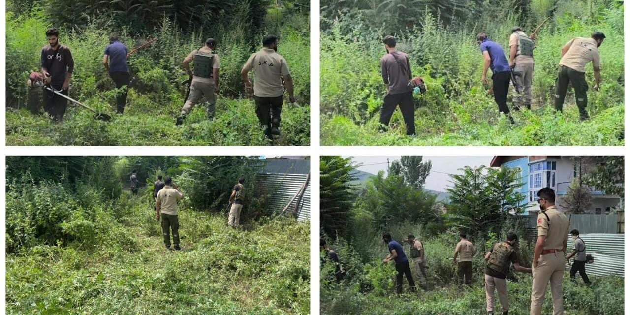 Ganderbal Police Launches Massive Anti-Drug Operation, Destroys Wild Cannabis in Safapora