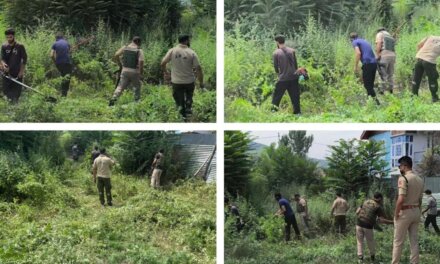 Ganderbal Police Launches Massive Anti-Drug Operation, Destroys Wild Cannabis in Safapora
